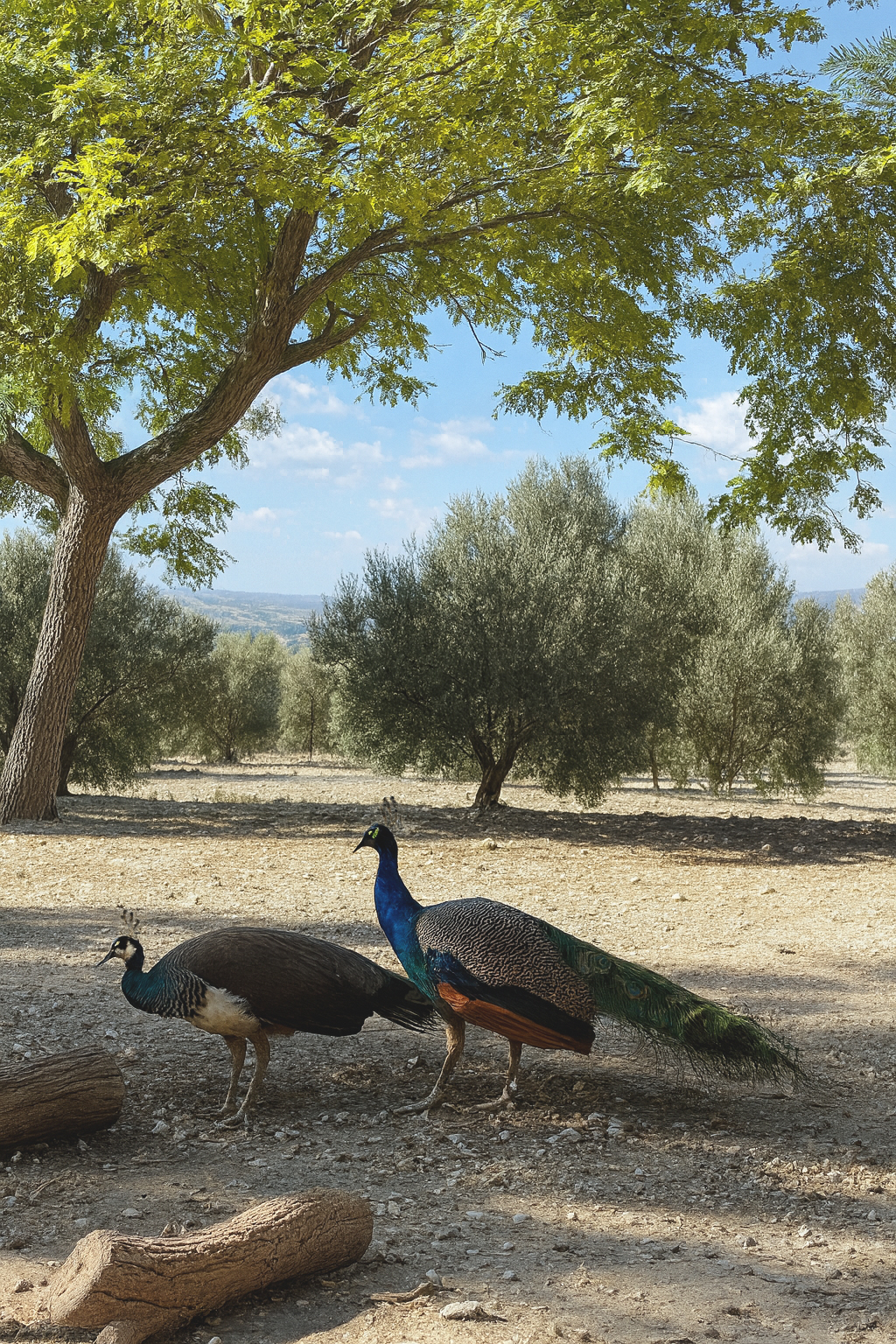 Pavos reales en el jardín